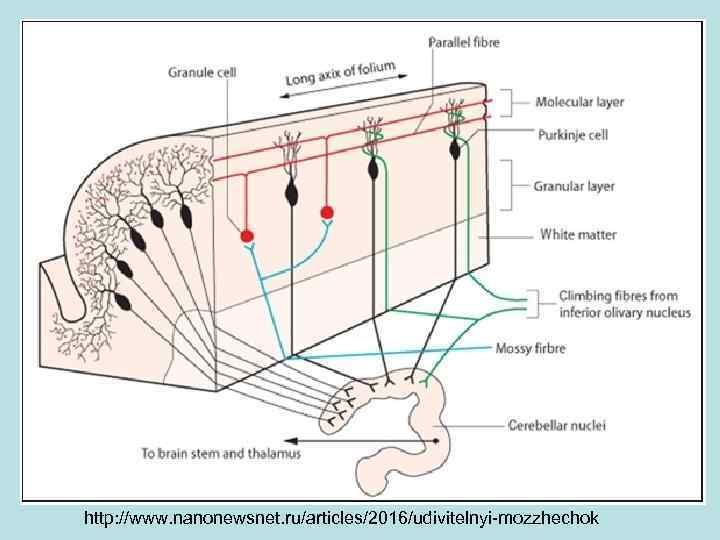 http: //www. nanonewsnet. ru/articles/2016/udivitelnyi-mozzhechok 