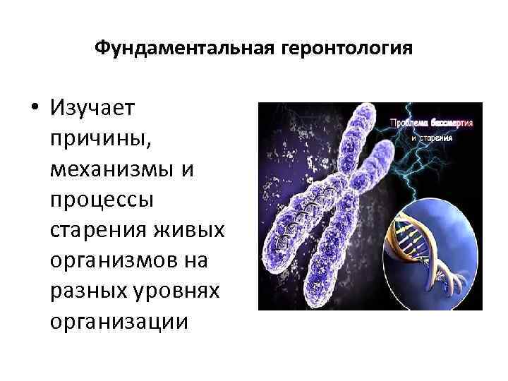 Фундаментальная геронтология • Изучает причины, механизмы и процессы старения живых организмов на разных уровнях