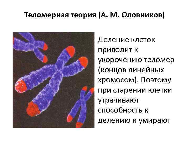 Теломерная теория старения презентация