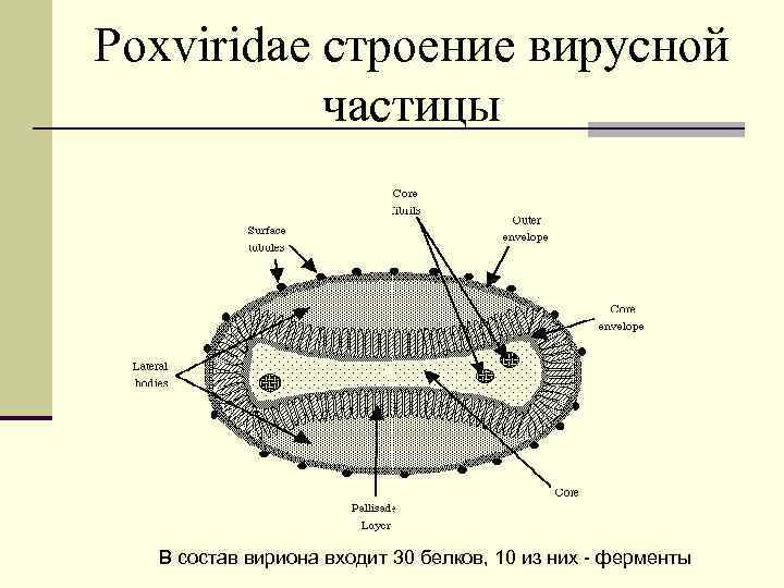 Poxviridae строение вирусной частицы В состав вириона входит 30 белков, 10 из них -