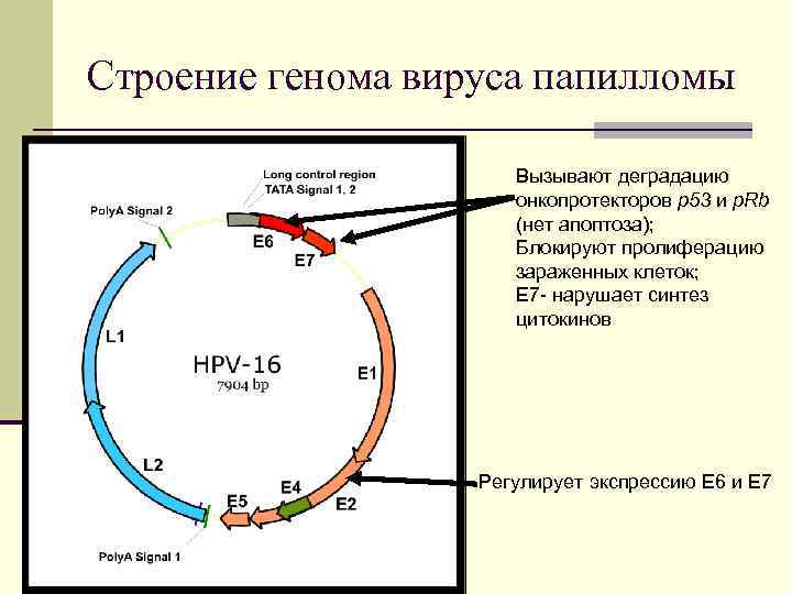 Строение генома вируса папилломы Вызывают деградацию онкопротекторов р53 и p. Rb (нет апоптоза); Блокируют