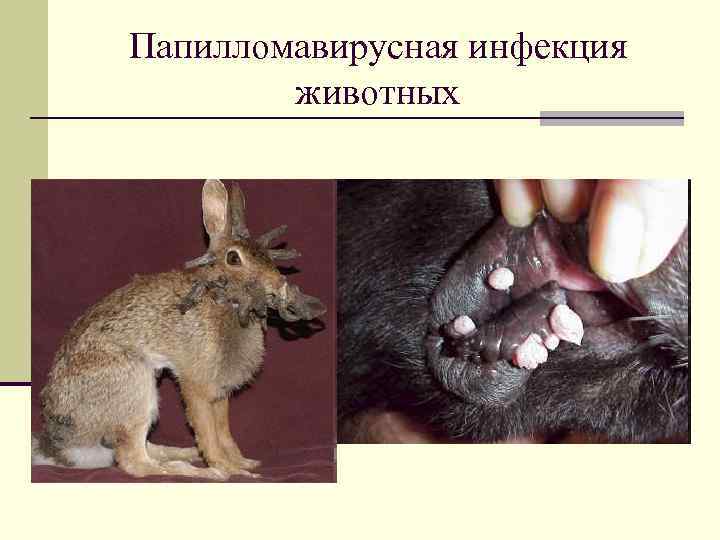 Папилломавирусная инфекция животных 