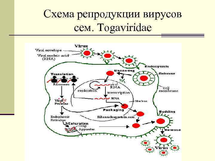 Схема репродукции вирусов сем. Togaviridae 