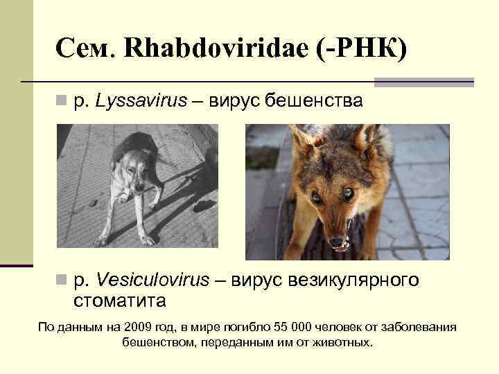 Сем. Rhabdoviridae (-РНК) n р. Lyssavirus – вирус бешенства n р. Vesiculovirus – вирус