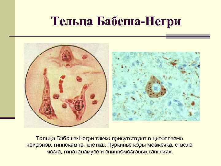 Тельца Бабеша-Негри также присутствуют в цитоплазме нейронов, гиппокампе, клетках Пуркинье коры мозжечка, стволе мозга,