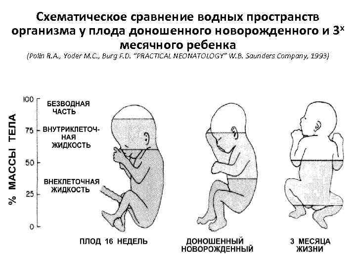 Схематическое сравнение водных пространств организма у плода доношенного новорожденного и 3 х месячного ребенка