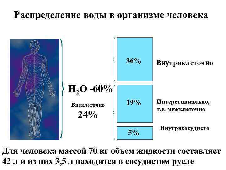 Распределение воды в организме человека 36% Внутриклеточно 19% Интерстициально, т. е. межклеточно Н 2