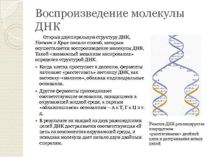 Воспроизведение молекулы ДНК Открыв двуспиральную структуру ДНК, Уотсон и Крик поняли способ, которым осуществляется