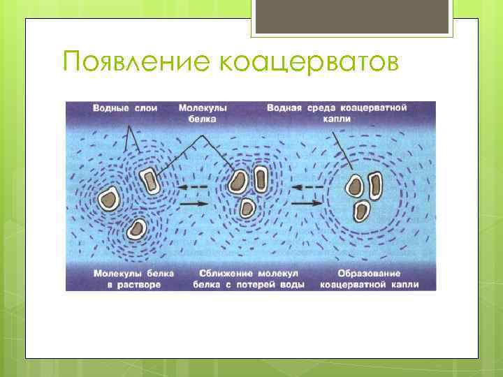 Появление коацерватов 