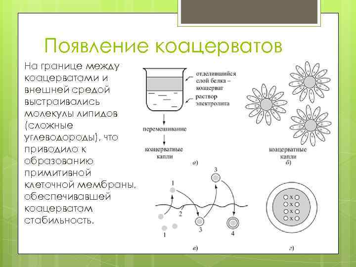 Появление коацерватов На границе между коацерватами и внешней средой выстраивались молекулы липидов (сложные углеводороды),