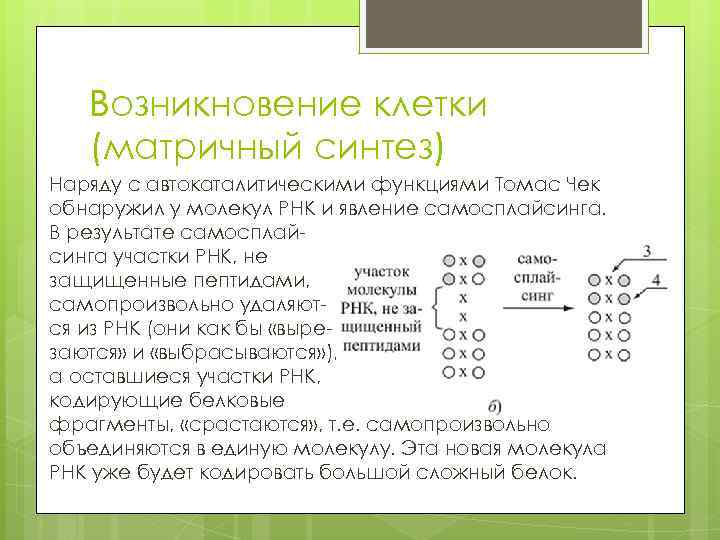 Возникновение клетки (матричный синтез) Наряду с автокаталитическими функциями Томас Чек обнаружил у молекул РНК