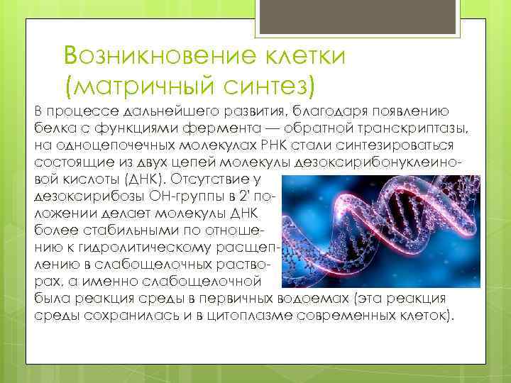 Возникновение клетки (матричный синтез) В процессе дальнейшего развития, благодаря появлению белка с функциями фермента