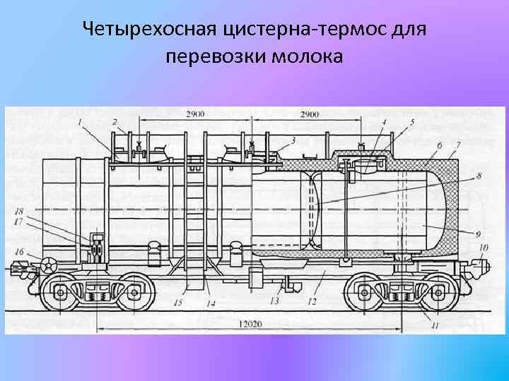 Состоит из мешочков и цистерн