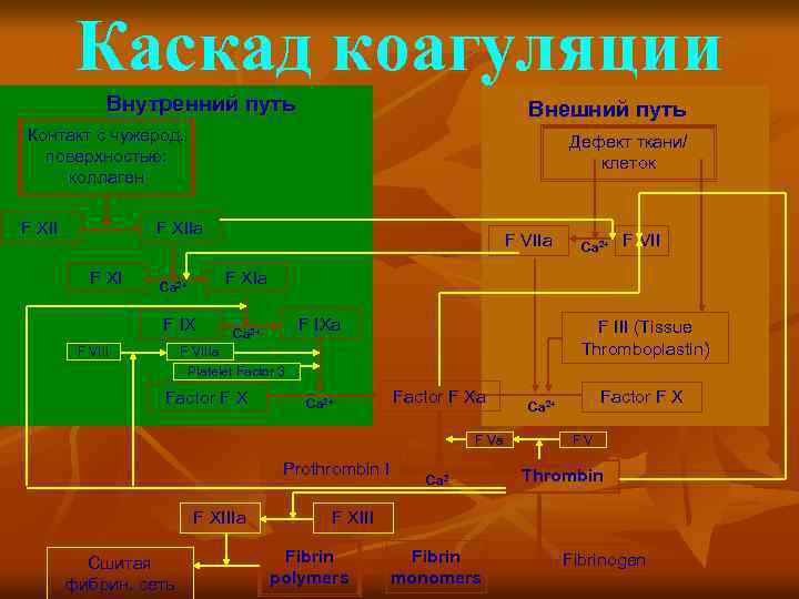Каскад коагуляции Внутренний путь Внешний путь Контакт с чужерод. поверхностью: коллаген F XII Дефект