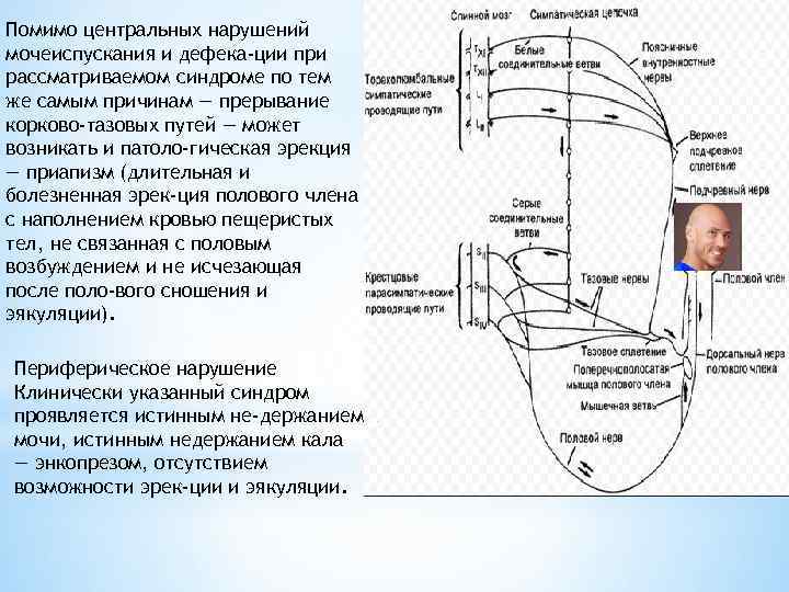 Помимо центральных нарушений мочеиспускания и дефека ции при рассматриваемом синдроме по тем же самым