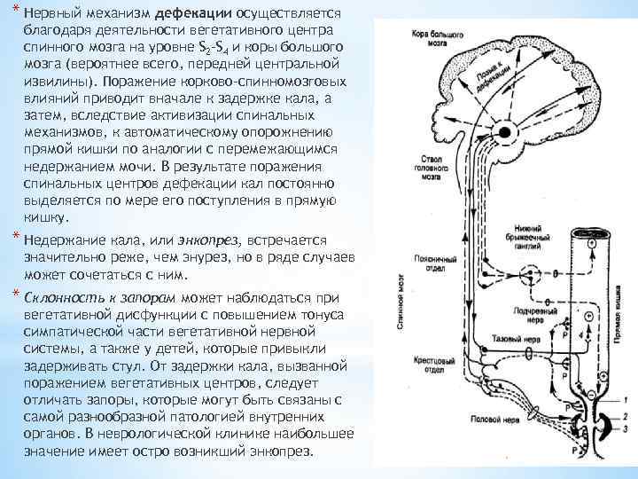 * Нервный механизм дефекации осуществляется благодаря деятельности вегетативного центра спинного мозга на уровне S