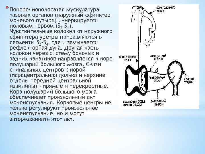 * Поперечнополосатая мускулатура тазовых органов (наружный сфинктер мочевого пузыря) иннервируется половым нервом (S 2