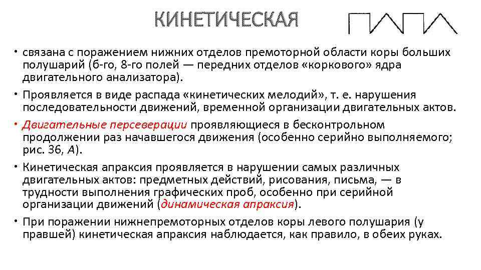 КИНЕТИЧЕСКАЯ связана с поражением нижних отделов премоторной области коры больших полушарий (б-го, 8 -го