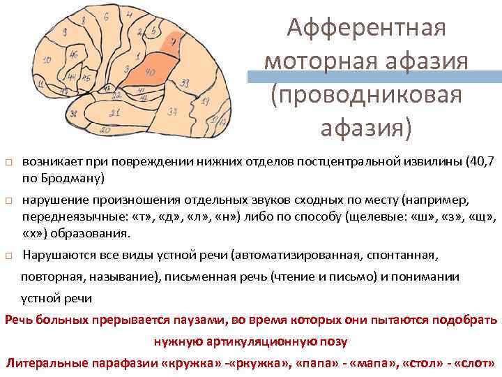 Афферентная моторная афазия (проводниковая афазия) возникает при повреждении нижних отделов постцентральной извилины (40, 7