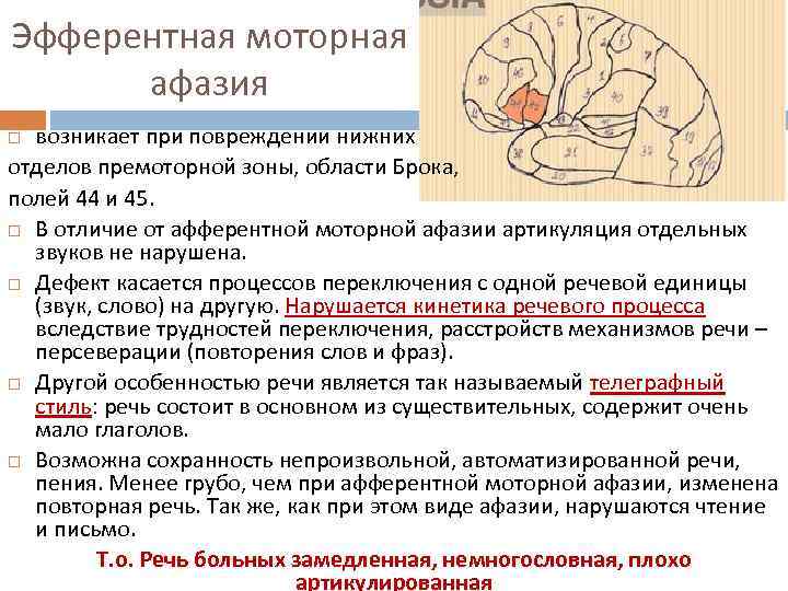 Эфферентная моторная афазия возникает при повреждении нижних отделов премоторной зоны, области Брока, полей 44