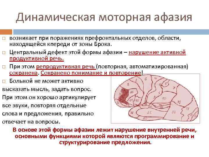 Динамическая моторная афазия возникает при поражениях префронтальных отделов, области, находящейся кпереди от зоны Брока.