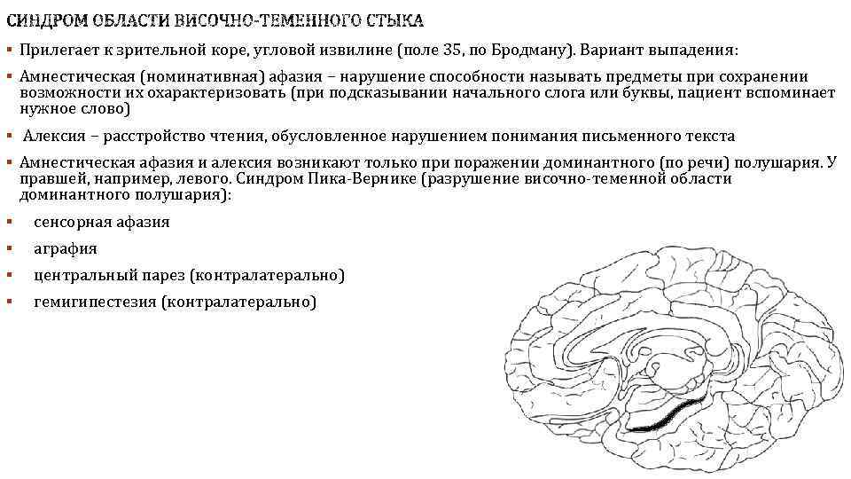 § Прилегает к зрительной коре, угловой извилине (поле 35, по Бродману). Вариант выпадения: §