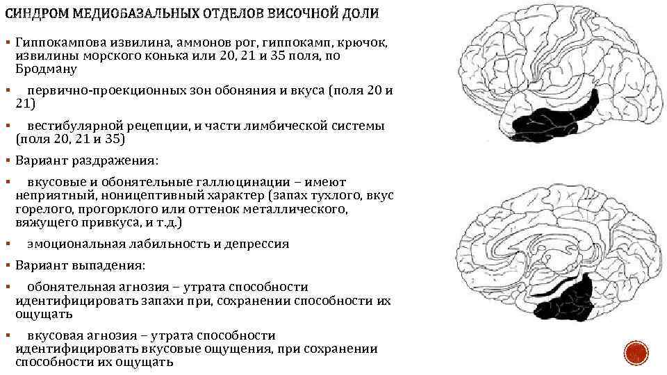 § Гиппокампова извилина, аммонов рог, гиппокамп, крючок, извилины морского конька или 20, 21 и