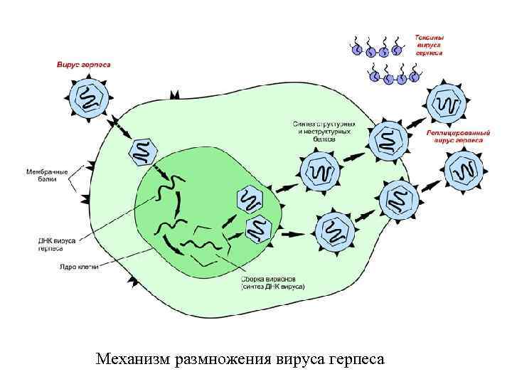 Механизм размножения вируса герпеса 