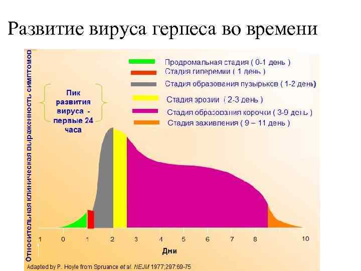 Развитие вируса герпеса во времени 