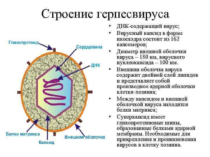 Строение герпесвируса • ДНК-содержащий вирус; • Вирусный капсид в форме икосаэдра состоит из 162