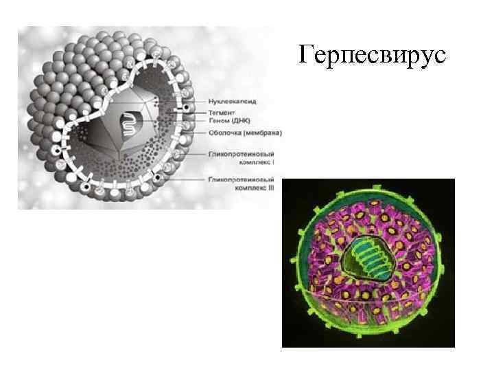 Герпесвирус 