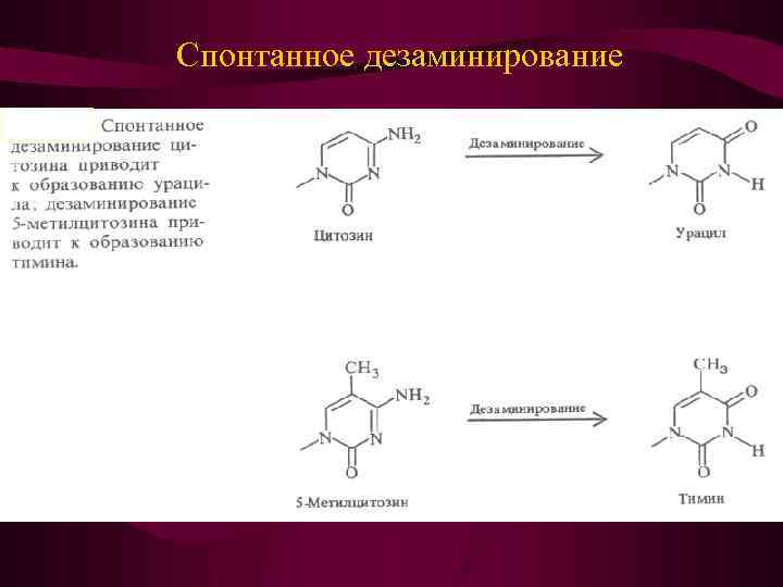 Спонтанное дезаминирование 