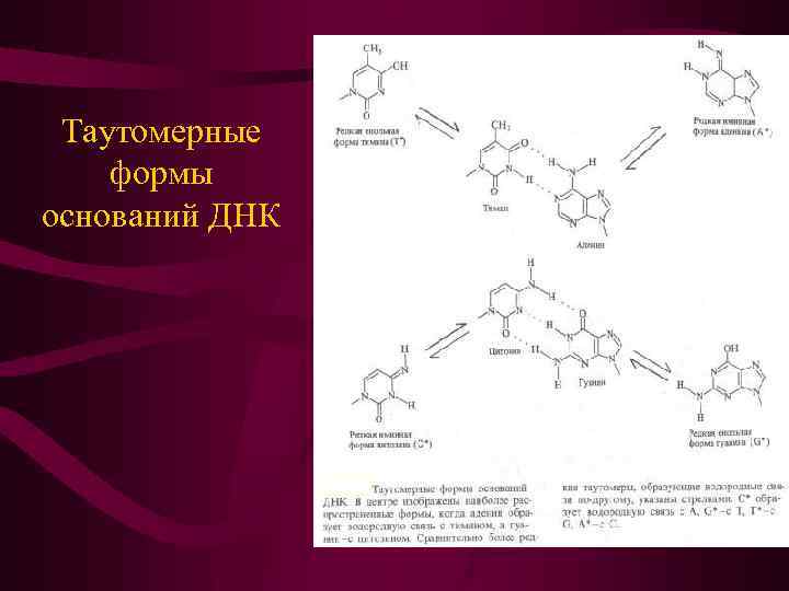Таутомерные формы оснований ДНК 