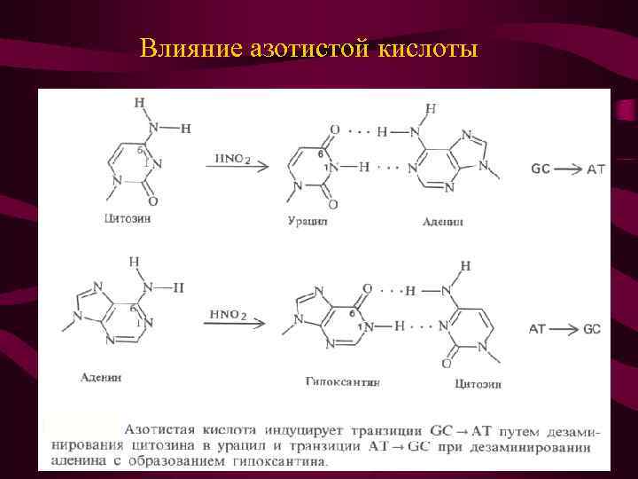Влияние азотистой кислоты 