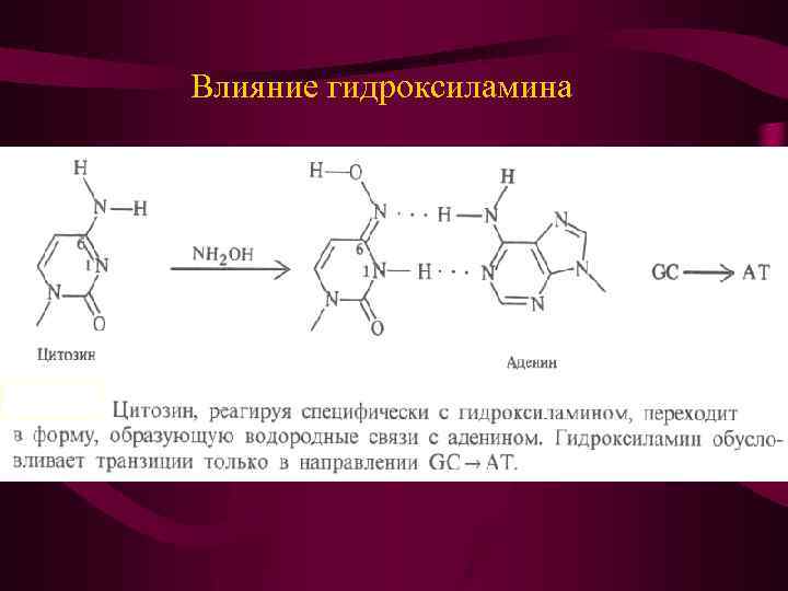 Влияние гидроксиламина 