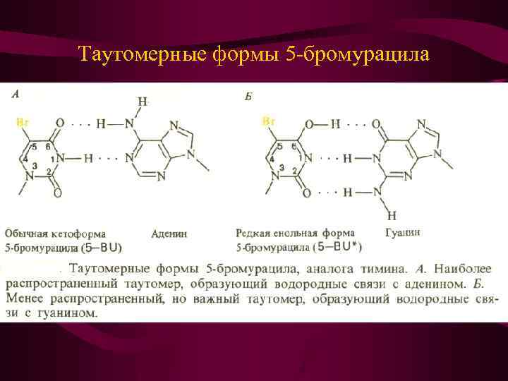 Таутомерные формы 5 -бромурацила 