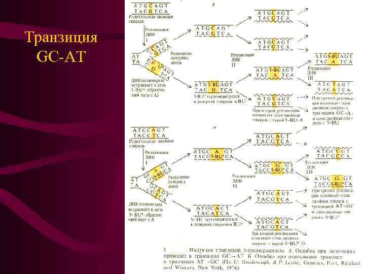 Транзиция GC-AT 