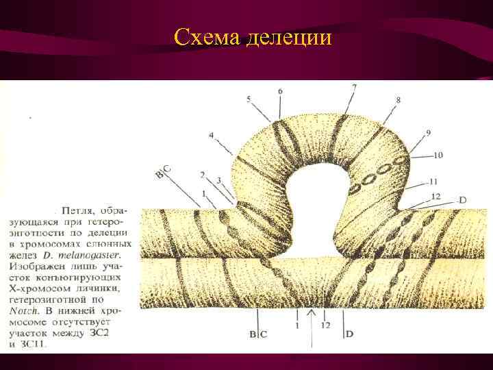 Схема делеции 