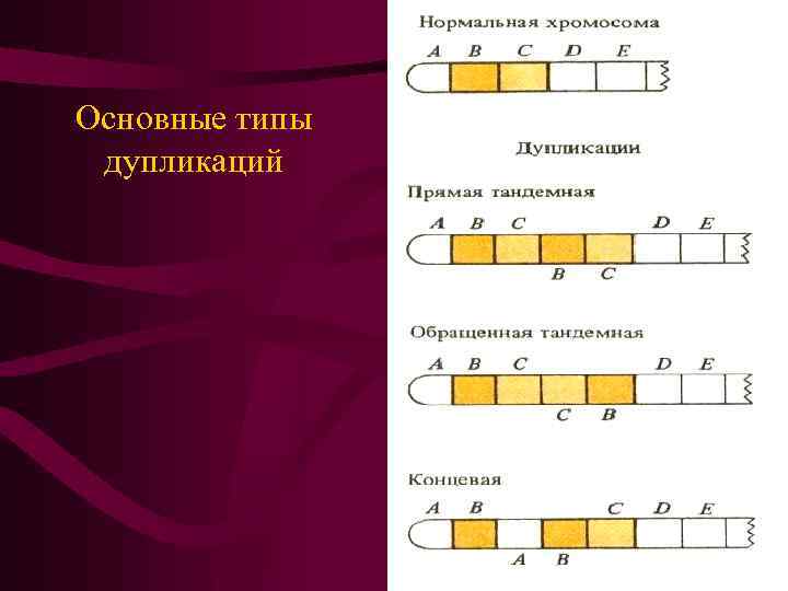 Основные типы дупликаций 