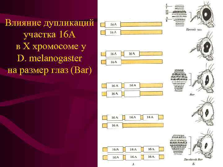 Влияние дупликаций участка 16 А в Х хромосоме у D. melanogaster на размер глаз