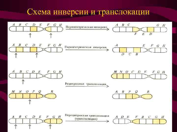 Схема инверсии и транслокации 