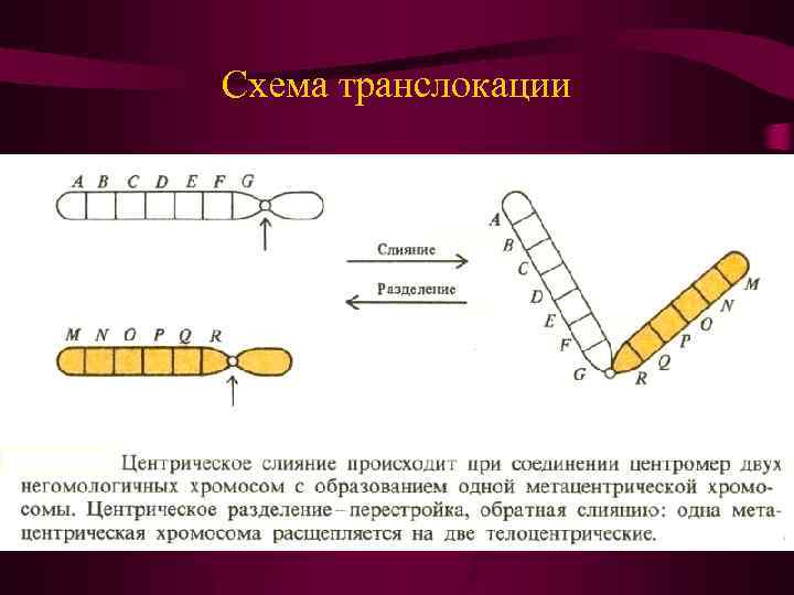 Схема транслокации 
