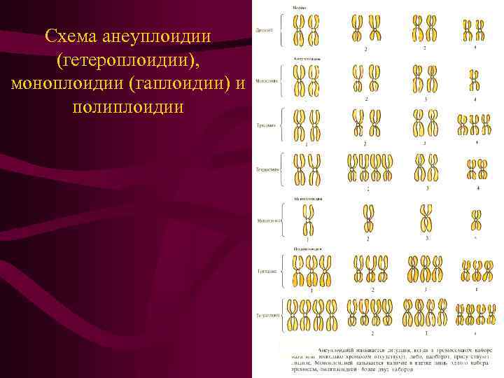 Схема анеуплоидии (гетероплоидии), моноплоидии (гаплоидии) и полиплоидии 