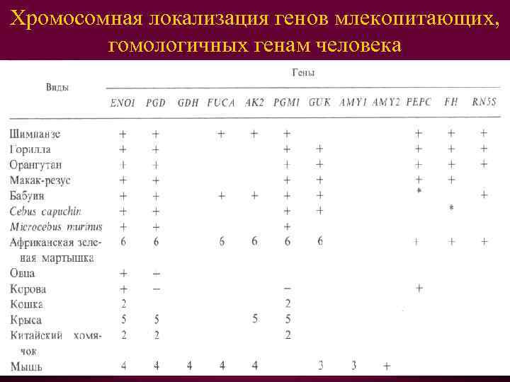 Хромосомная локализация генов млекопитающих, гомологичных генам человека 