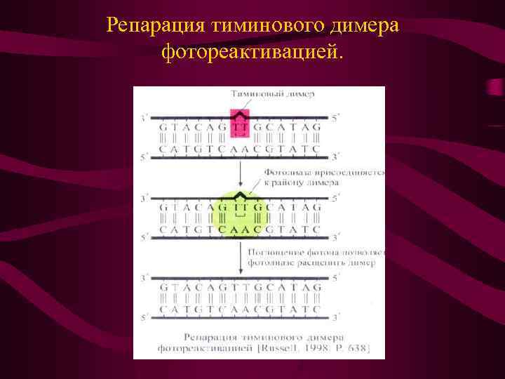 Репарация тиминового димера фотореактивацией. 