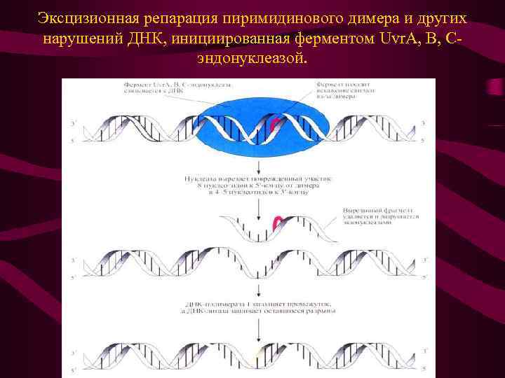 Эксцизионная репарация пиримидинового димера и других нарушений ДНК, инициированная ферментом Uvr. A, B, Cэндонуклеазой.