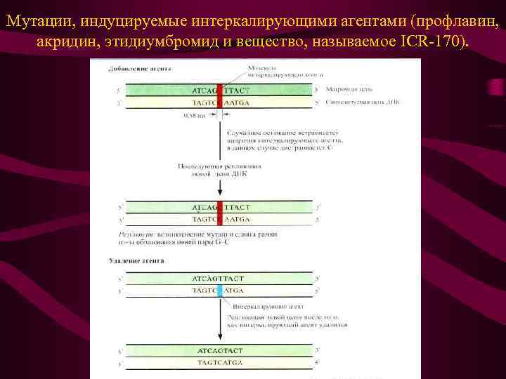 Мутации, индуцируемые интеркалирующими агентами (профлавин, акридин, этидиумбромид и вещество, называемое ICR-170). 