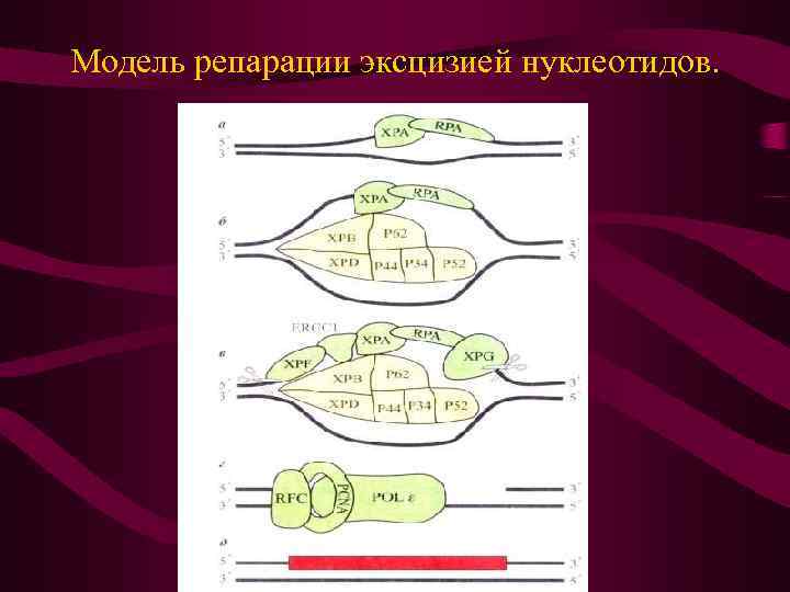 Модель репарации эксцизией нуклеотидов. 