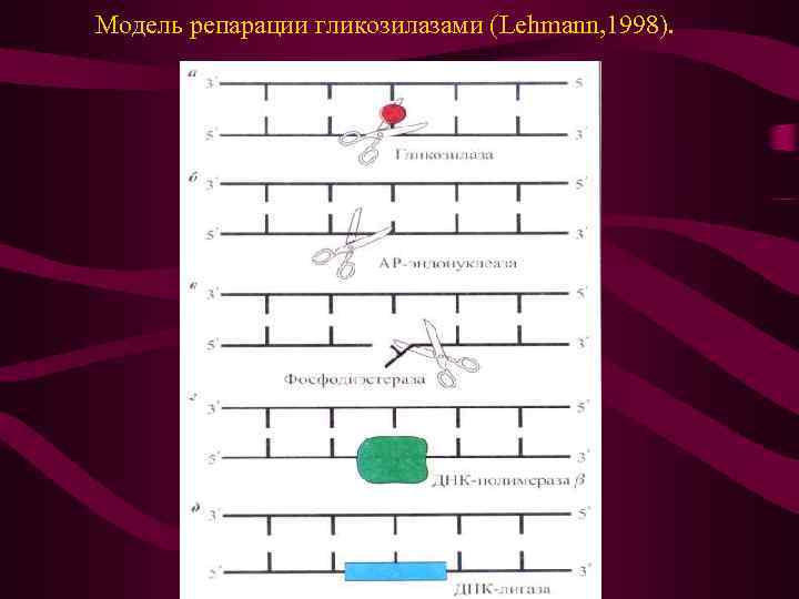 Модель репарации гликозилазами (Lehmann, 1998). 