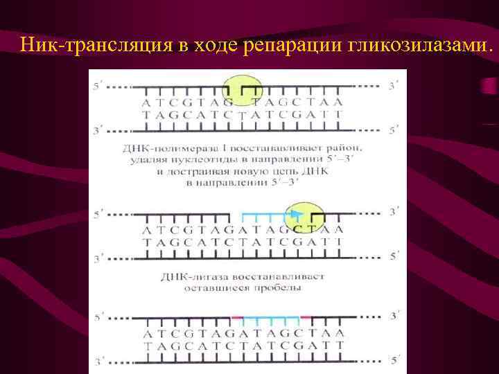 Ник-трансляция в ходе репарации гликозилазами. 